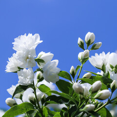 White terry jasmine flowers in the garden against blue sky