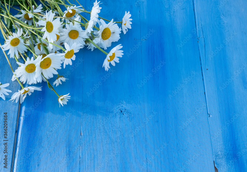 Camomiles on a blue wooden background. Beautiful spring composition, template for design with place for text. - obrazy, fototapety, plakaty 