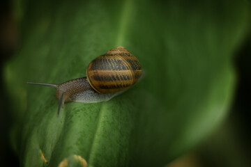 Snail on a leaf