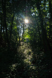 Fototapeta Na ścianę - Rai de lumière dans une forêt