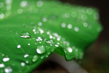 dews on fresh green leaf