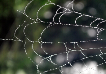  Dews in cobweb looms like pearls neckless looks mesmerizing at Darjeeling, India. Monsoon gives a tremendous different variety of pictorial views to capture.