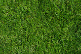Fototapeta  - green grass texture