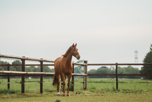 Portrait Of A Brown Chestnut Horse Running In Paddock And Nature, Galopping And Walking. Portraiture Of A Young Horse.  