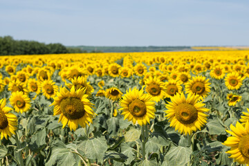 Wall Mural - Bright golden sunflower field at sunset.