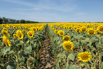 Wall Mural - Bright golden sunflower field at sunset.