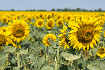 Wall Mural - Bright golden sunflower field at sunset.