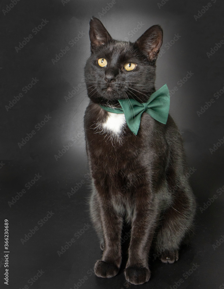 black cat with bow tie