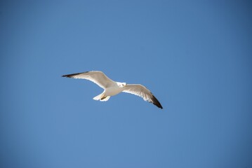 Poster - Close up shot of a yellow legged gull flying freely in the sky