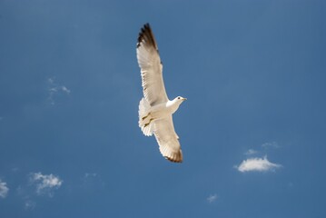 Poster - Close up shot of a yellow legged gull flying freely in the sky