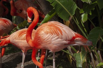 Poster - Close up shot of beautiful flamingos in a green background