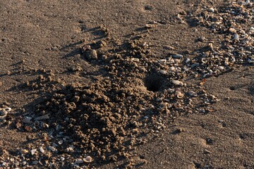 Poster - High angle shot of small pebbles and seashells on the wet sand at the beach