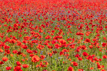 Poppy Field Red Flower Papaver In Summer Nature Countryside