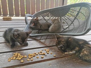 cat and kittens eating pellets