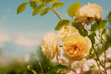 Wall Mural - Yellow rose in garden on blue sky background/ Graham Thomas english rose in vintage stile