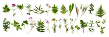 Herbarium Of Various Plants On A White Background. Freshly Cut Plants. Botanical Collection. Forest Flowers, Herbs, Berries