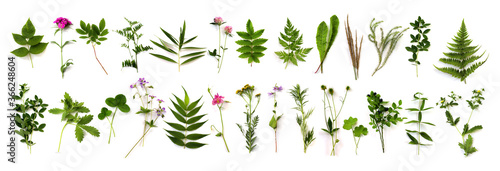 Fotomural herbarium of various plants on a white background