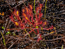 A Typical Close-up View To One Of The Very Few Carnivorous Plants In The Finnish Lapland. Ylläslompolo, Kolari, Finland.