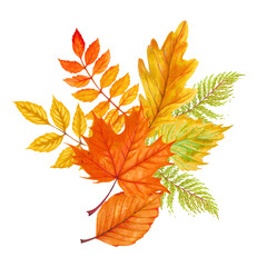 Wall Mural - Watercolor autumn marker set colorful leaves of various trees