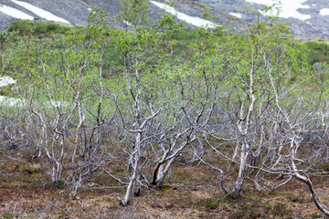 Wall Mural - Bushes of dwarf birches or the Betula nana are in tundra, the Kola peninsula, Khibiny massif, Russia. Spring season