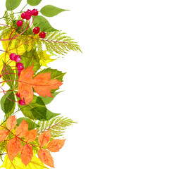 Wall Mural - Watercolor autumn leaves background on white background.