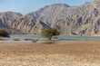 © KingmaPhotos - Full Wadi in the United Arab Emirates with tree within the beautiful mountains
