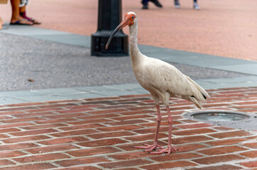 Epcot White Ibis