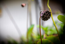 Dry Brown Lotus Pod Contains Seeds Stand Above Water Contrast With White Wall Background In A Garden. Cone Shaped Head Of Lotus Shows Unique Texture And Pattern.