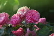 Pink rose bush in english garden. Pink rose background. Rose Princess Alexandra of Kent