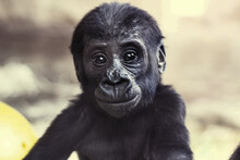 Cute Baby Gorilla Portrait