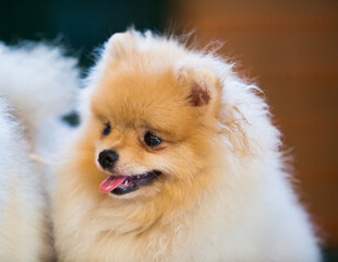 Wall Mural - Portrait of a beautiful fluffy Pomeranian dog