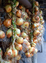 Wall Mural - Hanging onion bulbs are tied in a bunch. The process of drying freshly harvesting onions.