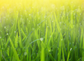 grass field blurred spring or summer and abstract nature background with sunlight