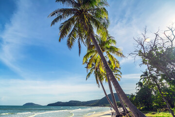 Wall Mural - natural landscape for summer vacation Coconut palm trees