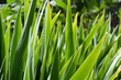 Iris green long sward shaped leaves background. Iris plant before blooming in spring.