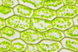 © Pawel Burgiel - Microscopic view of moss leaf (Plagiomnium affine). Brightfield illumination.