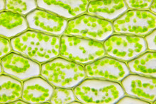 Microscopic View Of Moss Leaf (Plagiomnium Affine). Brightfield Illumination.