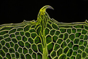 Wall Mural - Microscopic view of moss leaf (Plagiomnium affine). Darkfield illumination.