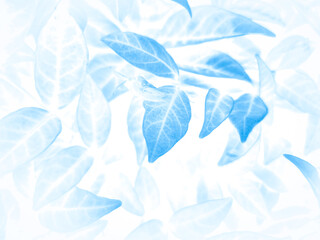 Wall Mural - Beautiful abstract color gray and blue flowers on white background and dark  flower frame and blue leaves texture, blue background, dark blue graphics banner