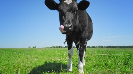 Wall Mural - Cow grazing on the green meadow in a sunny day