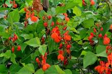 Beans In The Garden Blooms With Red Flowers In Early Summer.

Red Scarlet Flowers Of Runner Bean Plant (Phaseolus Coccineus 'Enorma') Growing In The Garden.