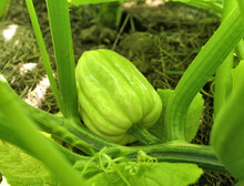 Acorn Squash Growing On The Plant