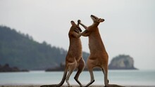 Stunning Close Up Of Two Wallabies Fighting At The Beach