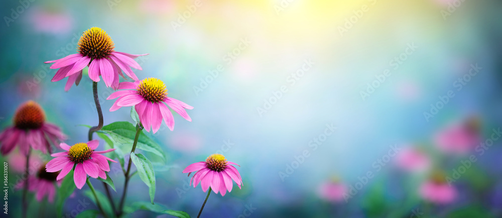 Beautiful Pink flowers Echinacea  close-up on a blurred background. Echinacea Purpurea (Purple coneflower)  medicinal plant it is used to strengthen the immune system. - obrazy, fototapety, plakaty 