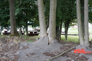 Two trees growing in a sidewalk covered by bitumen or asphalt. The growing tree roots deform the asphalt cover causing cracks, cleavages and uneven surface of the sidewalk.