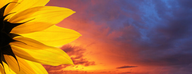 Fotomurales - Sunflower flower closeup over epic sunset sky background.