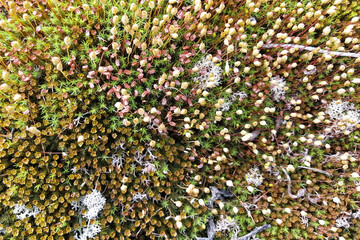 Diverse vegetation of the northern tundra. Small plants, flowers and mosses. Unique Flora of the Arctic. Summer nature of the North. Background images and screensavers.