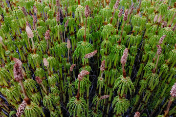 Wall Mural - Diverse vegetation of the northern tundra. Small plants, flowers and mosses. Unique Flora of the Arctic. Summer nature of the North. Background images and screensavers.