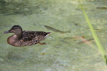 Swimming Duck And Roaches In The Clear Water In The Plitvice Lakes In Croatia.