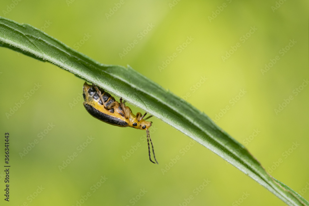 Skeletonizing Insects A species of skeletonizing leaf beetle (genus Trirhabda) walks along ...